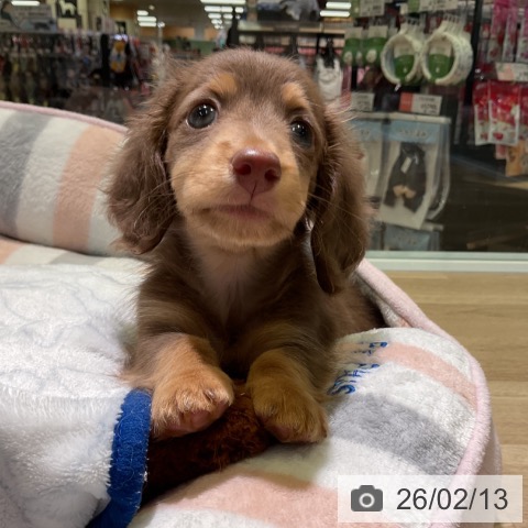 愛知県のカニンヘンダックスフンド(ロング) (ペットプラス 岡崎店/2025年12月11日生まれ/男の子/チョコレートタン)の子犬の4枚目の画像