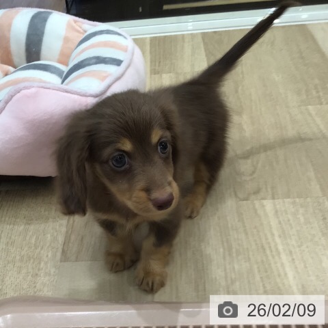 カニーンヘン・ダックスフンドの写真