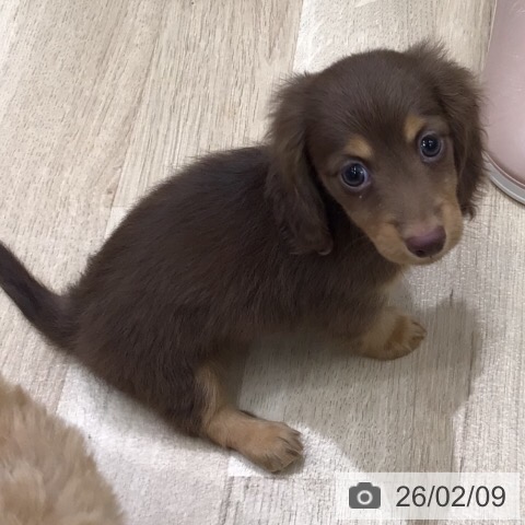 カニーンヘン・ダックスフンドの写真