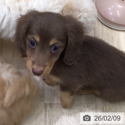 カニーンヘン・ダックスフンドの写真