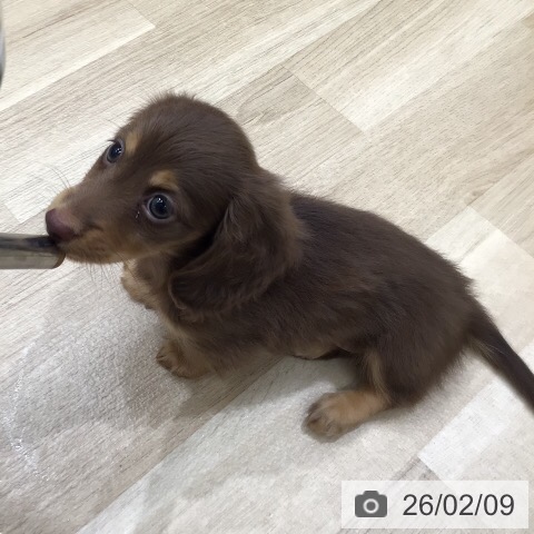 カニーンヘン・ダックスフンドの写真