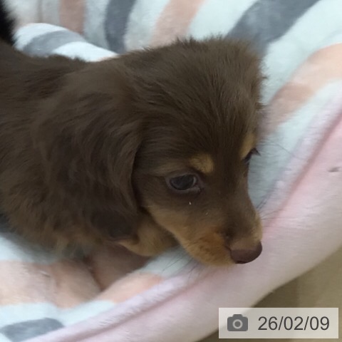 カニーンヘン・ダックスフンドの写真