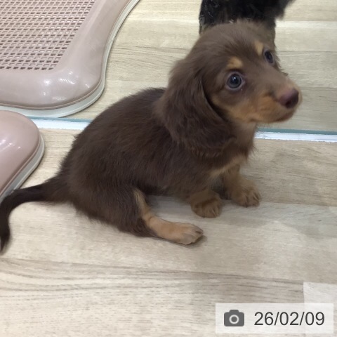 カニーンヘン・ダックスフンドの写真