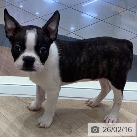 岐阜県のボストンテリア (ペットプラス 各務原店/2025年12月12日生まれ/男の子/ボストンカラー)の子犬の4枚目の画像