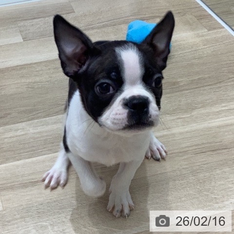 岐阜県のボストンテリア (ペットプラス 各務原店/2025年12月12日生まれ/男の子/ボストンカラー)の子犬の3枚目の画像