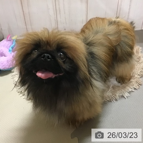 ペキニーズの写真