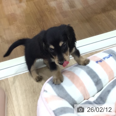 岐阜県のミニチュアダックスフンド(ロング) (ペットプラス 各務原店/2025年12月12日生まれ/男の子/ブラックイエロー)の子犬の4枚目の画像