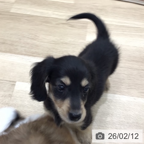 岐阜県のミニチュアダックスフンド(ロング) (ペットプラス 各務原店/2025年12月12日生まれ/男の子/ブラックイエロー)の子犬の3枚目の画像