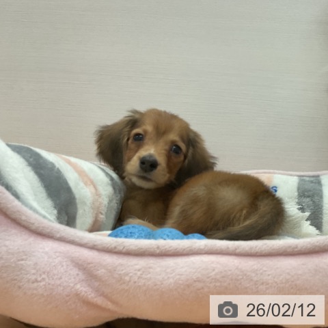 愛知県のミニチュアダックスフンド(ロング) (ペットプラス 名古屋茶屋店/2025年12月12日生まれ/男の子/レッド)の子犬の3枚目の画像