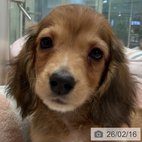 ミニチュア・ダックスフンドの写真