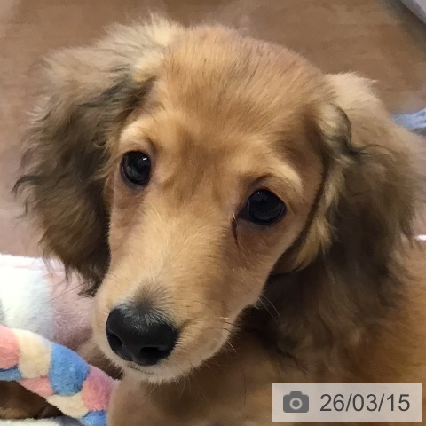 ミニチュア・ダックスフンドの写真