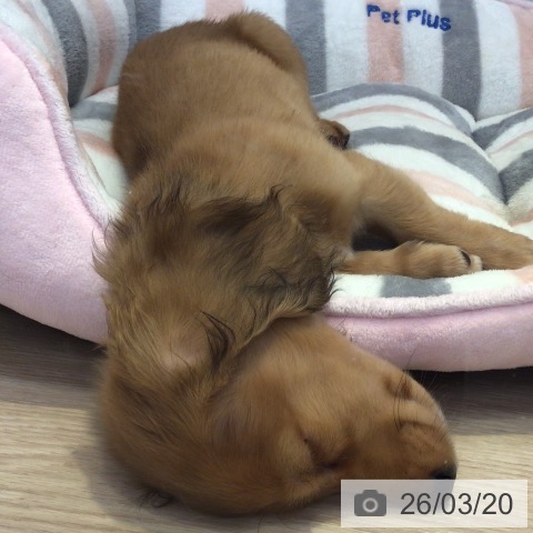 ミニチュア・ダックスフンドの写真