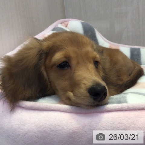 ミニチュア・ダックスフンドの写真