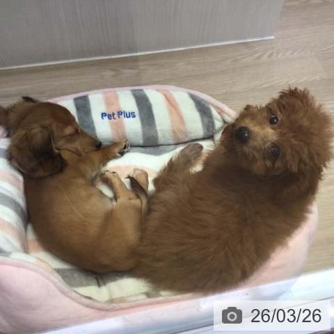 ミニチュア・ダックスフンドの写真