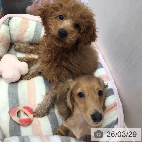 ミニチュア・ダックスフンドの写真