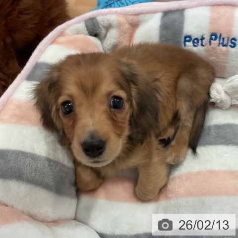 愛知県のミニチュアダックスフンド(ロング) (ペットプラス 名古屋茶屋店/2025年12月12日生まれ/男の子/レッド)の子犬の4枚目の画像