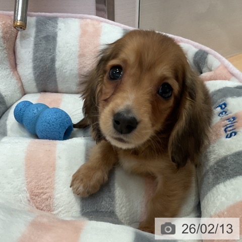 愛知県のミニチュアダックスフンド(ロング) (ペットプラス 名古屋茶屋店/2025年12月12日生まれ/男の子/レッド)の子犬の3枚目の画像