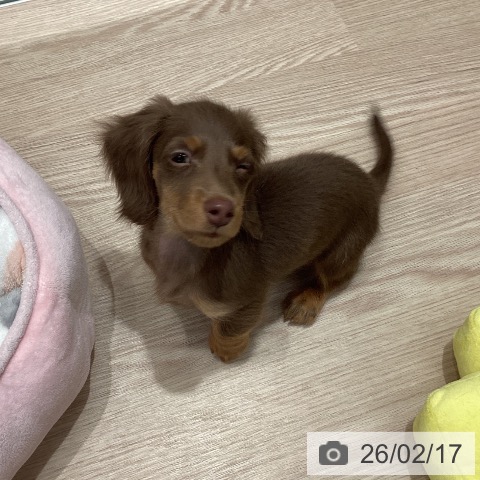 石川県のミニチュアダックスフンド(ロング) (ペットプラス 白山店/2025年12月12日生まれ/男の子/チョコレートタン)の子犬の4枚目の画像
