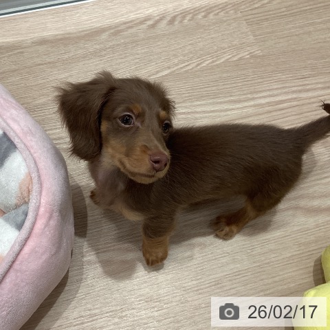 石川県のミニチュアダックスフンド(ロング) (ペットプラス 白山店/2025年12月12日生まれ/男の子/チョコレートタン)の子犬の3枚目の画像