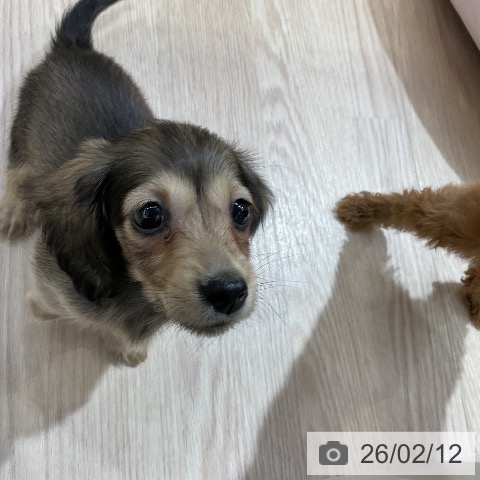 ミニチュア・ダックスフンドの写真