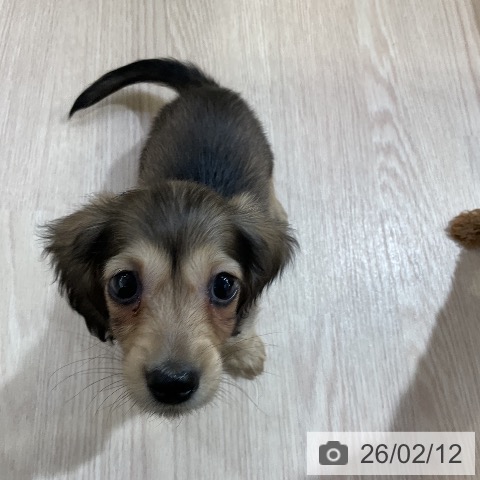 ミニチュア・ダックスフンドの写真