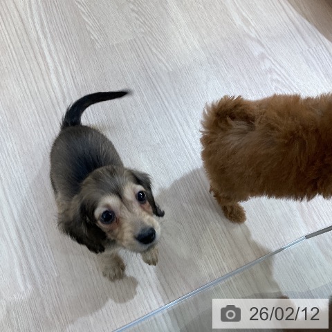 ミニチュア・ダックスフンドの写真