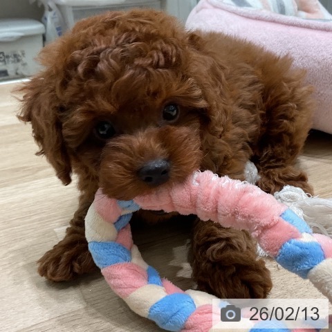 三重県のトイプードル(トイ) (ペットプラス 鈴鹿店/2025年12月12日生まれ/男の子/レッド)の子犬の4枚目の画像