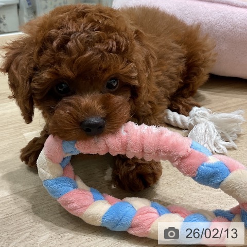 三重県のトイプードル(トイ) (ペットプラス 鈴鹿店/2025年12月12日生まれ/男の子/レッド)の子犬の3枚目の画像