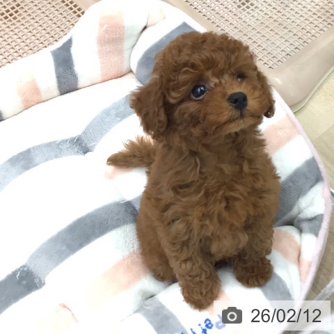 岐阜県のトイプードル(トイ) (ペットプラス 各務原店/2025年12月12日生まれ/男の子/レッド)の子犬の4枚目の画像