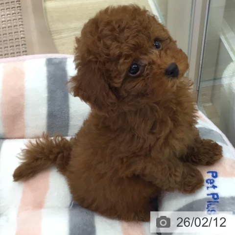 岐阜県のトイプードル(トイ) (ペットプラス 各務原店/2025年12月12日生まれ/男の子/レッド)の子犬の3枚目の画像