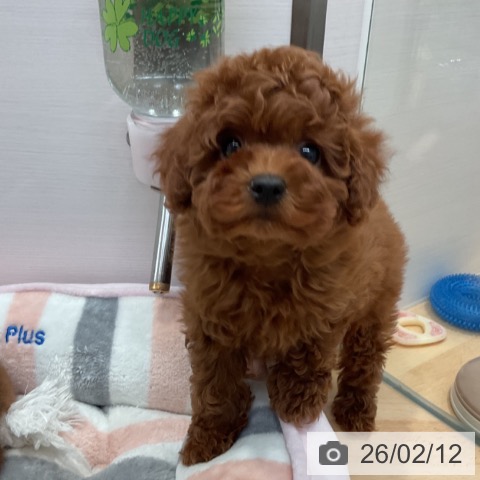 愛知県のトイプードル(トイ) (ペットプラス 名古屋茶屋店/2025年12月12日生まれ/女の子/レッド)の子犬の4枚目の画像