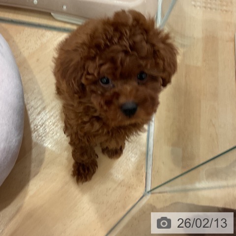 愛知県のトイプードル(トイ) (ペットプラス 名古屋茶屋店/2025年12月12日生まれ/女の子/レッド)の子犬の4枚目の画像