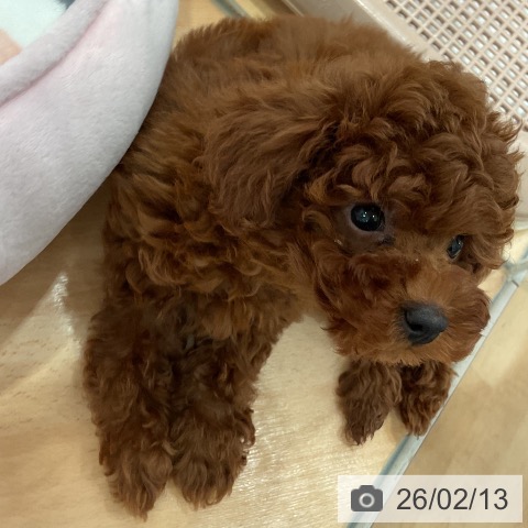 愛知県のトイプードル(トイ) (ペットプラス 名古屋茶屋店/2025年12月12日生まれ/女の子/レッド)の子犬の3枚目の画像