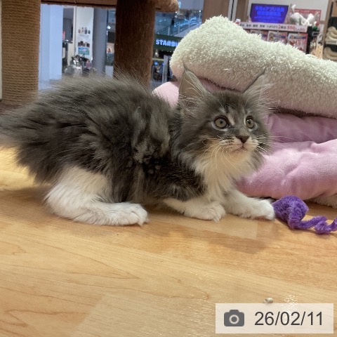 メインクーンの写真