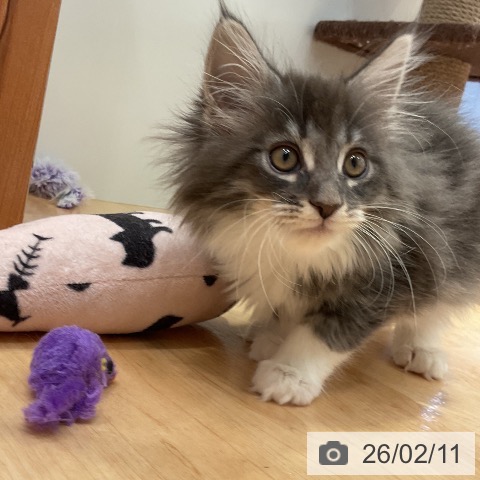 メインクーンの写真