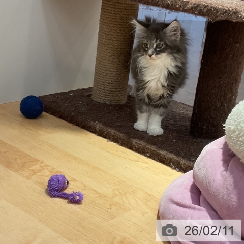 メインクーンの写真