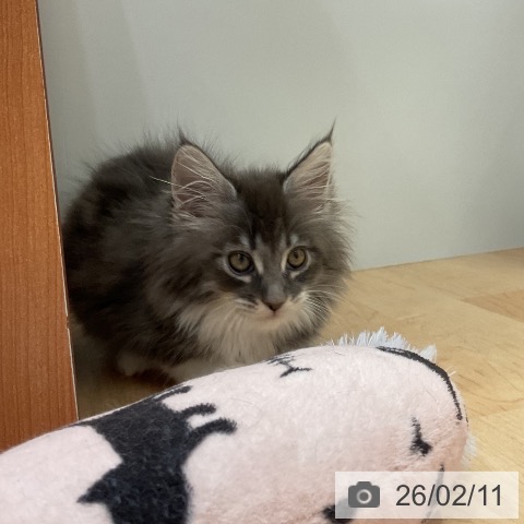 メインクーンの写真