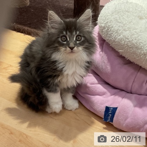 メインクーンの写真