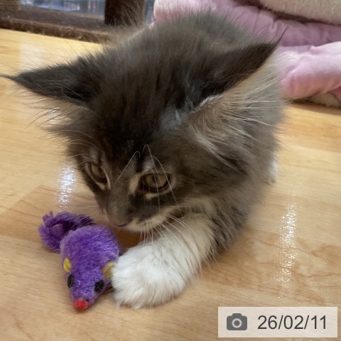 メインクーンの写真