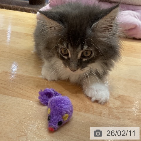 メインクーンの写真