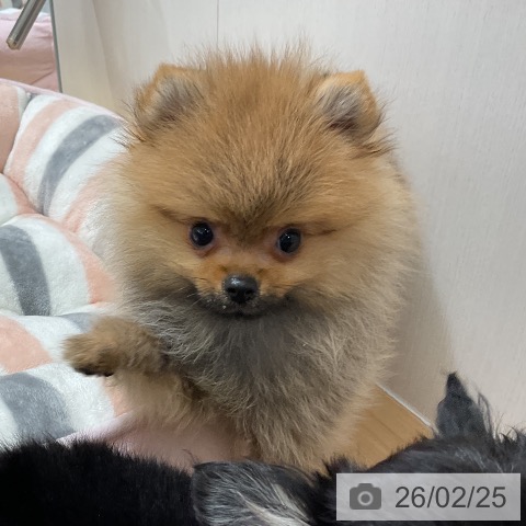 ポメラニアンの写真