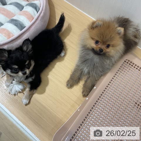 ポメラニアンの写真