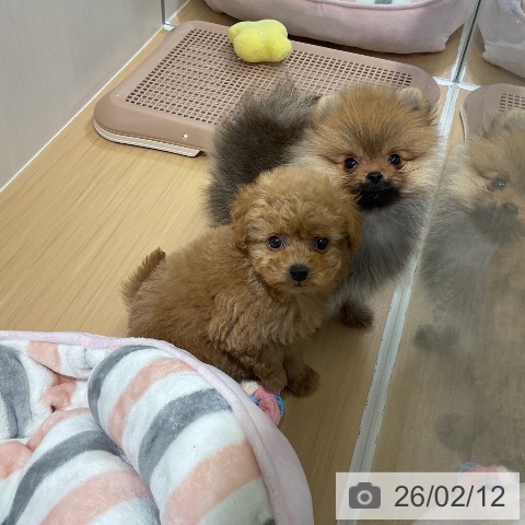 愛知県のポメラニアン (ペットプラス ナゴヤドーム前店/2025年12月7日生まれ/男の子/オレンジ)の子犬の4枚目の画像