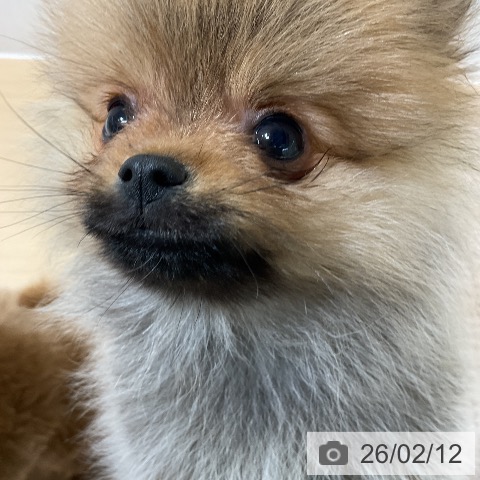 愛知県のポメラニアン (ペットプラス ナゴヤドーム前店/2025年12月7日生まれ/男の子/オレンジ)の子犬の3枚目の画像