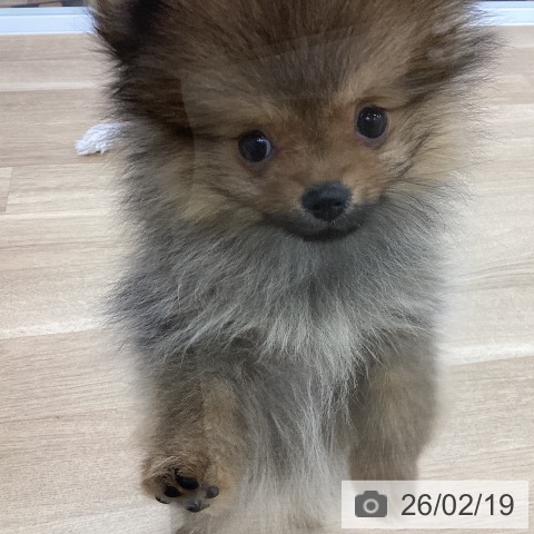 ポメラニアンの写真