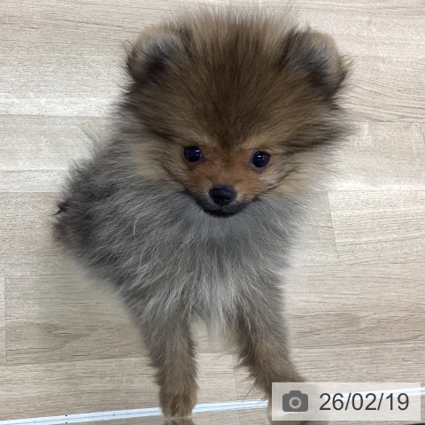 ポメラニアンの写真