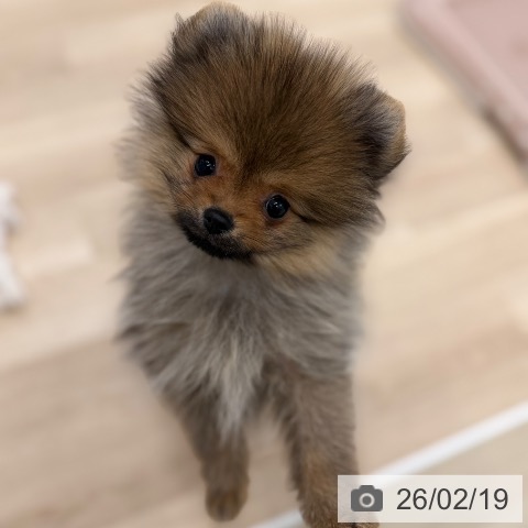 ポメラニアンの写真