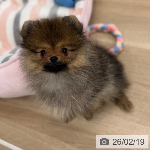 ポメラニアンの写真