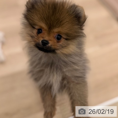 ポメラニアンの写真