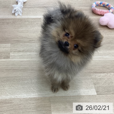ポメラニアンの写真